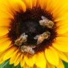 sunflower, bees, nectar