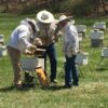 Nucleus Hive of Bees