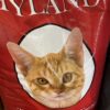 Hyland Cat Food 40lb bag
